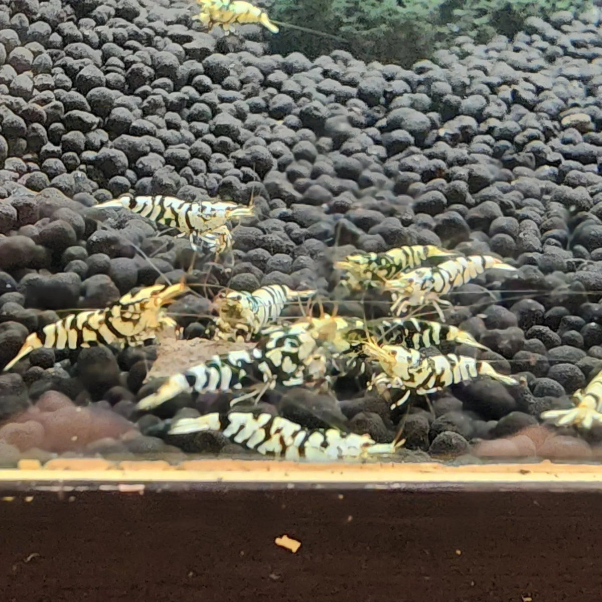 Caridina vs Neocaridina