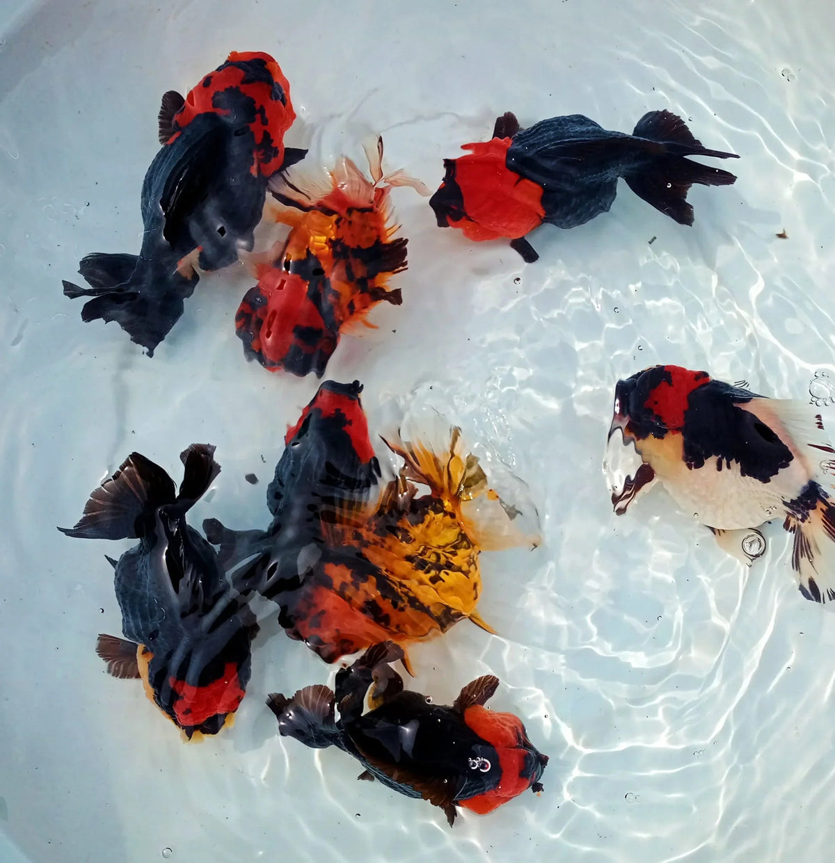 Healthy tri-color Thai Oranda goldfish