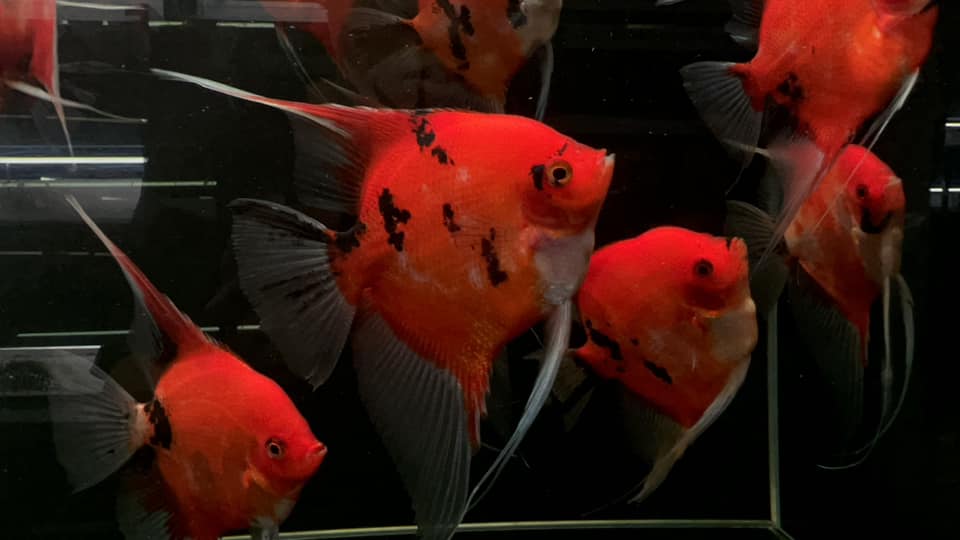 Exploring the Best Rare Angelfish for Your Aquarium: A Guide to Stunning Varieties