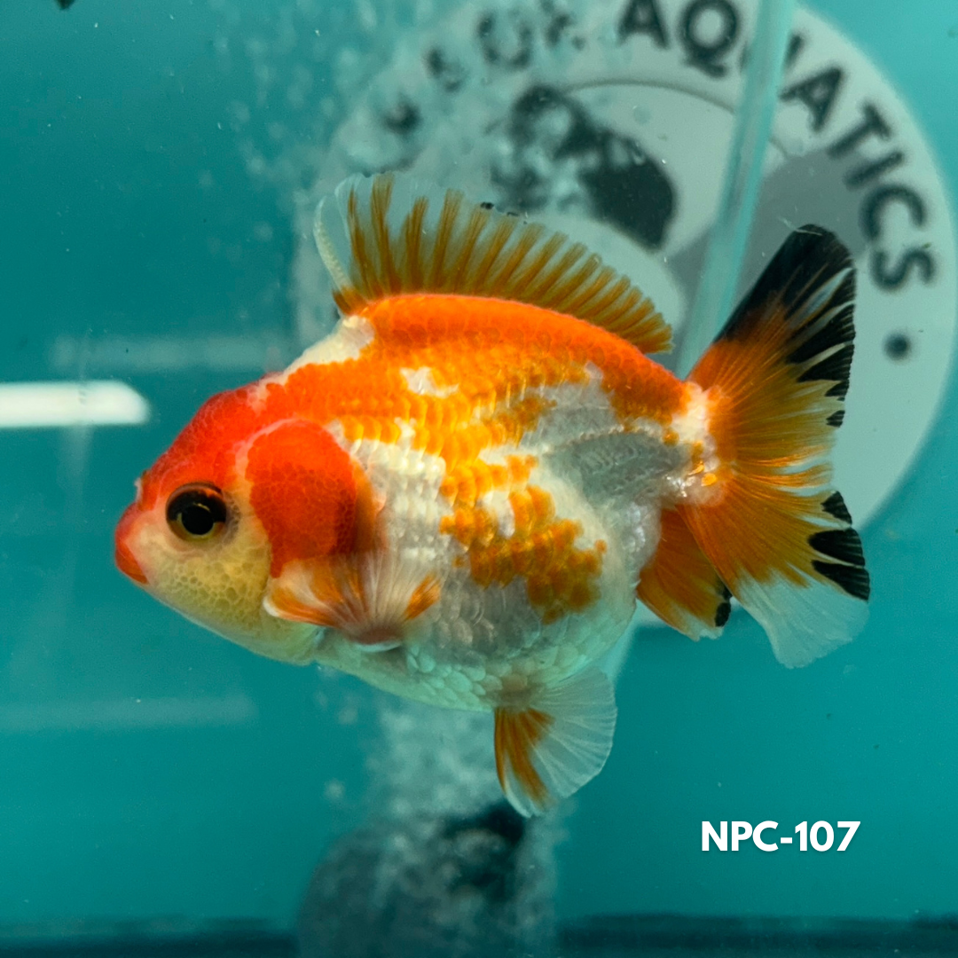 Oranda red & white simming in a blue background tank.