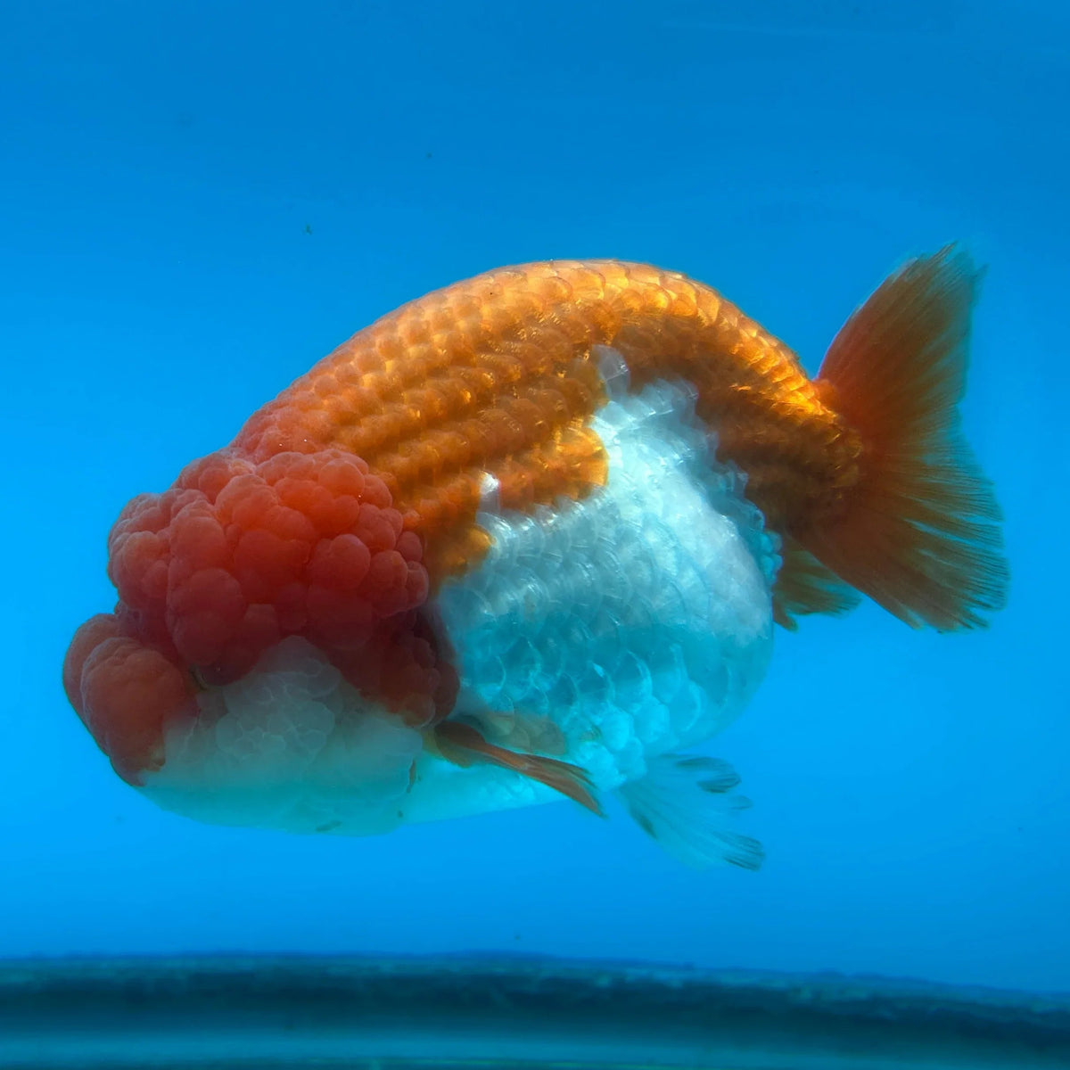 Red and white jumbo Ranchu goldfish with a round body