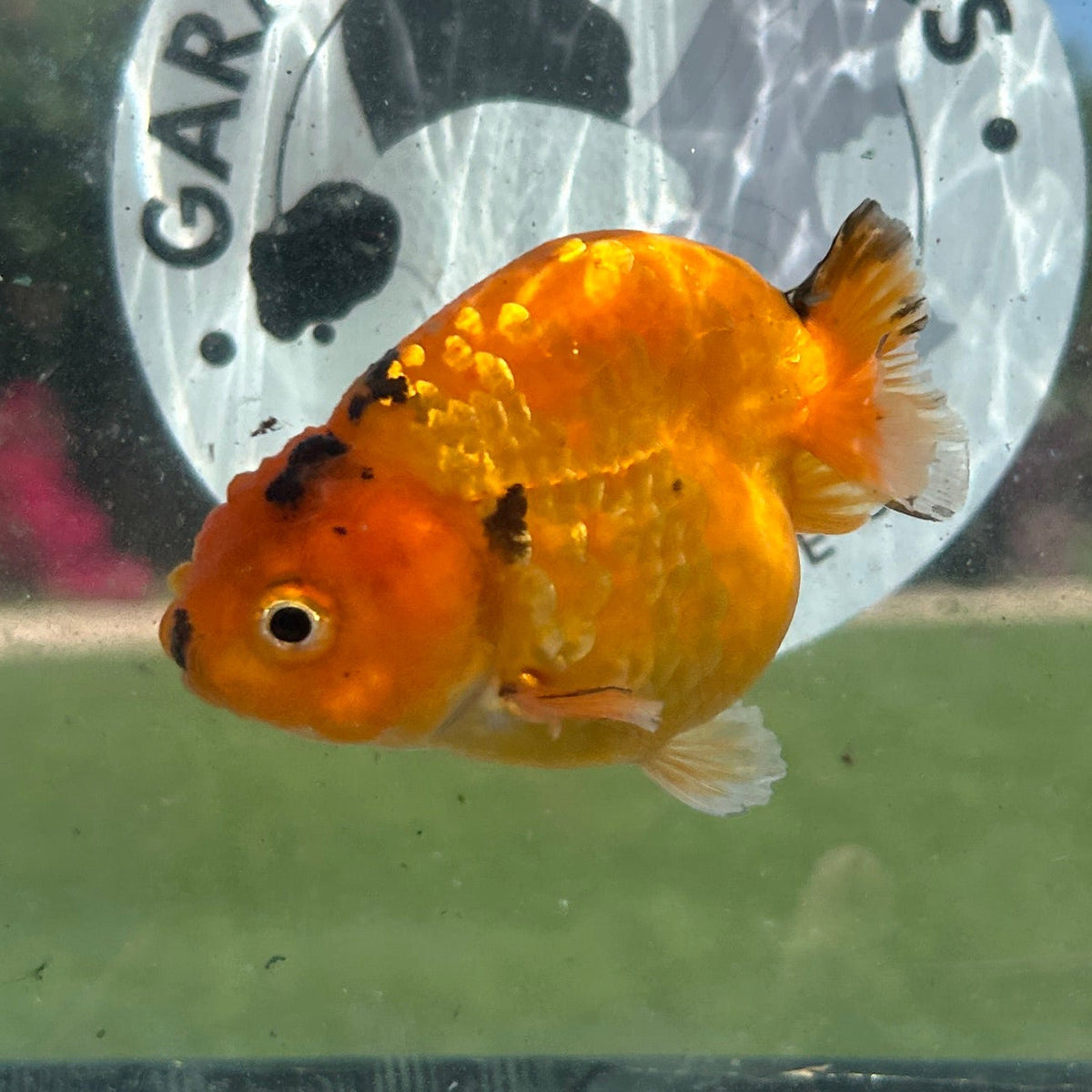 Red Tiger Ranchu goldfish with a rounded body and wen
