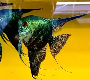 The Rare and Special Leopard Angelfish: A Must-Have for Aquatic Enthusiasts