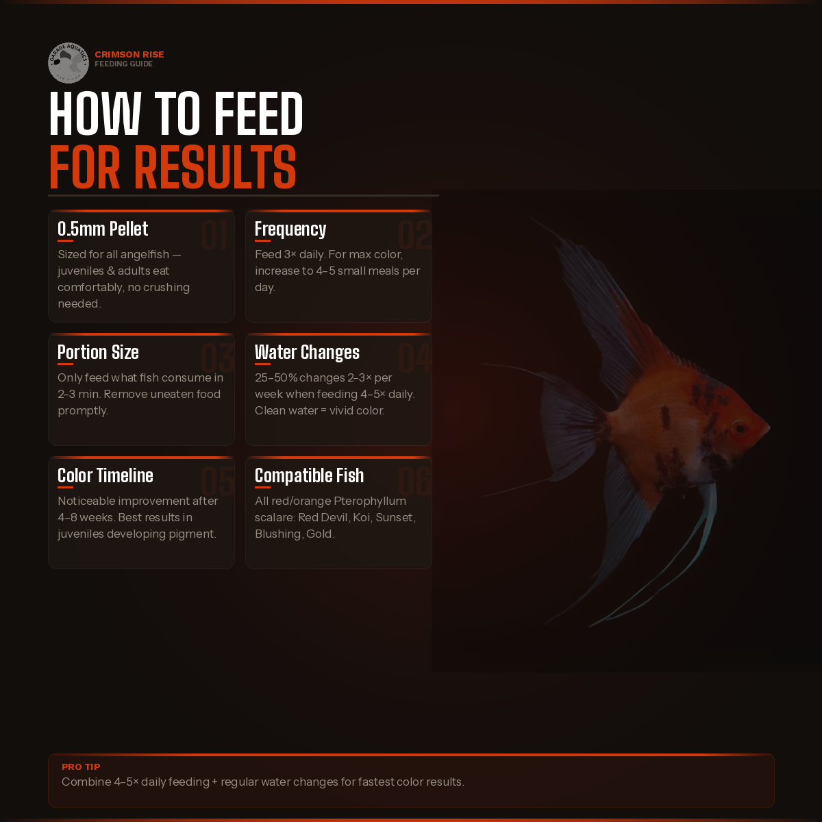 Crimson Rise feeding guide for angelfish