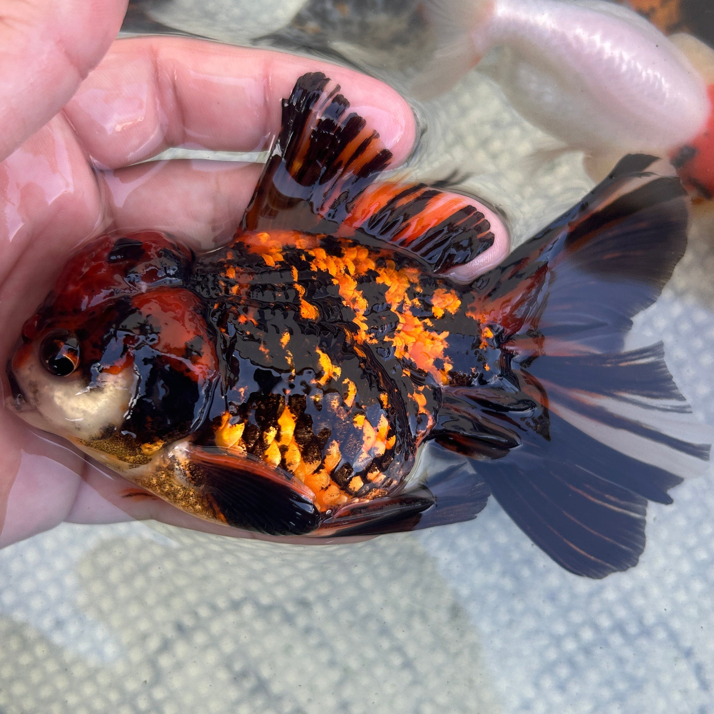 Live Premium Fancy Goldfish Thai Oranda Red Tiger 3.5” body Male 7 Months (JC-147) BlackTub#2