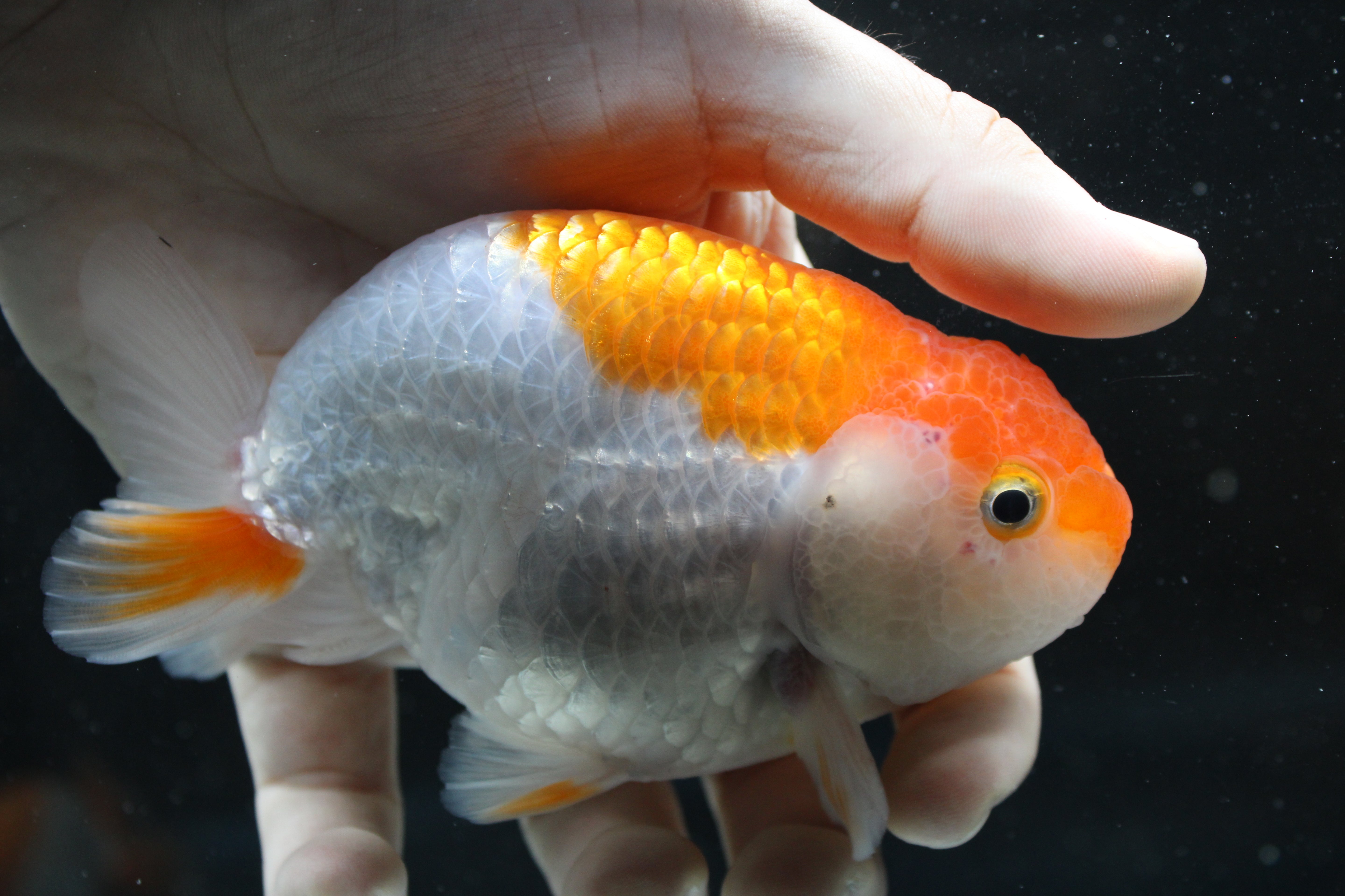 Thai Ranchu Red & White 3.5" Body Male 7 Months (R1001)