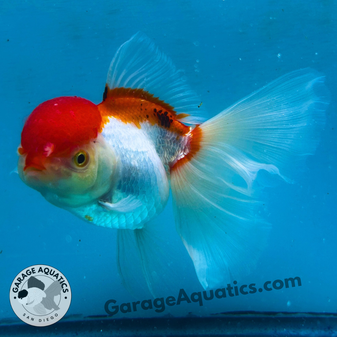Live Premium Fancy Goldfish Thai Oranda Red Cap 4” body Female 8 Months (JC-107) Show Tank