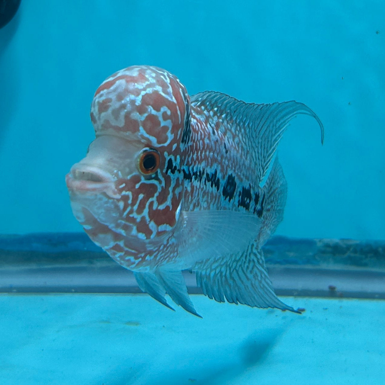 Super Red Dragon Flowerhorn MALE 4" inch King Kamfa BIG KOK (SRD05) D25-03