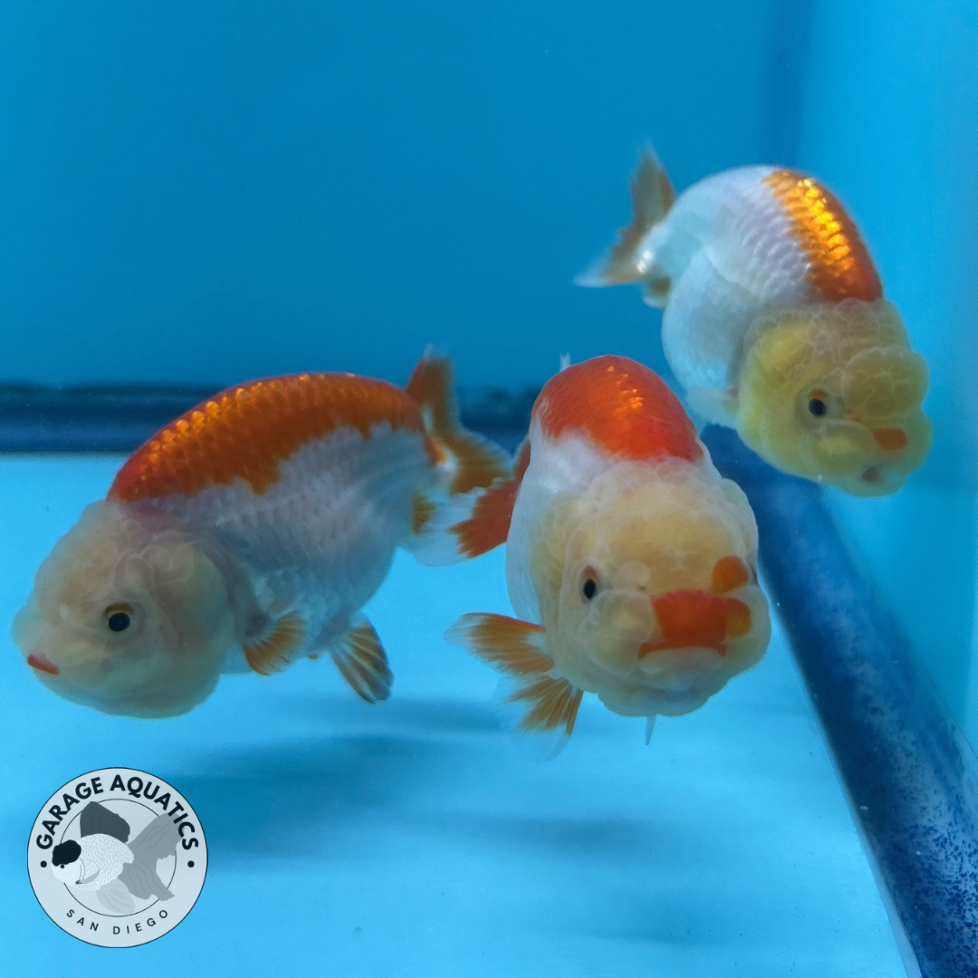 Live Premium Thai Ranchu Dragon Head Special Color Pack of 3 Ready To Ship (JC-058)