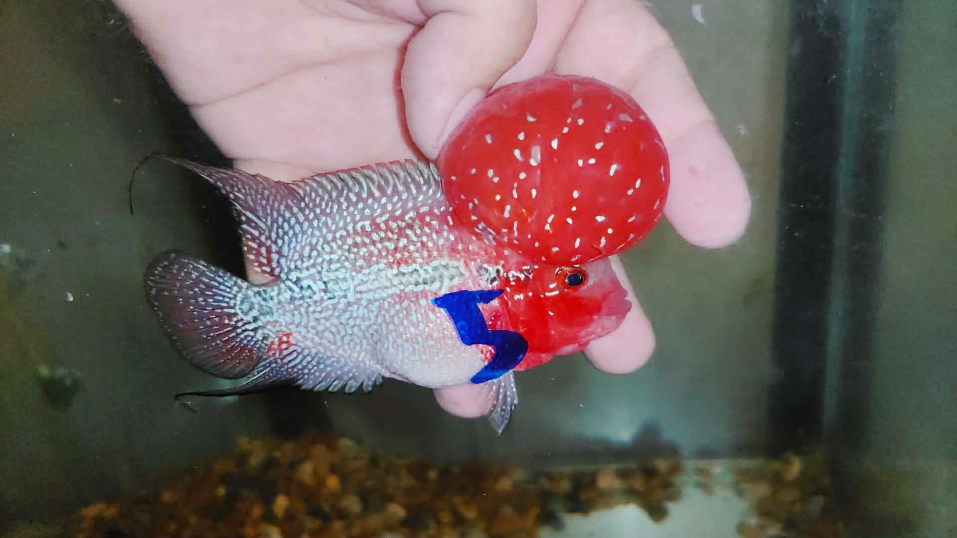 Super Red Dragon Flowerhorn MALE 4" inch MONSTER KOK (SRD-027)
