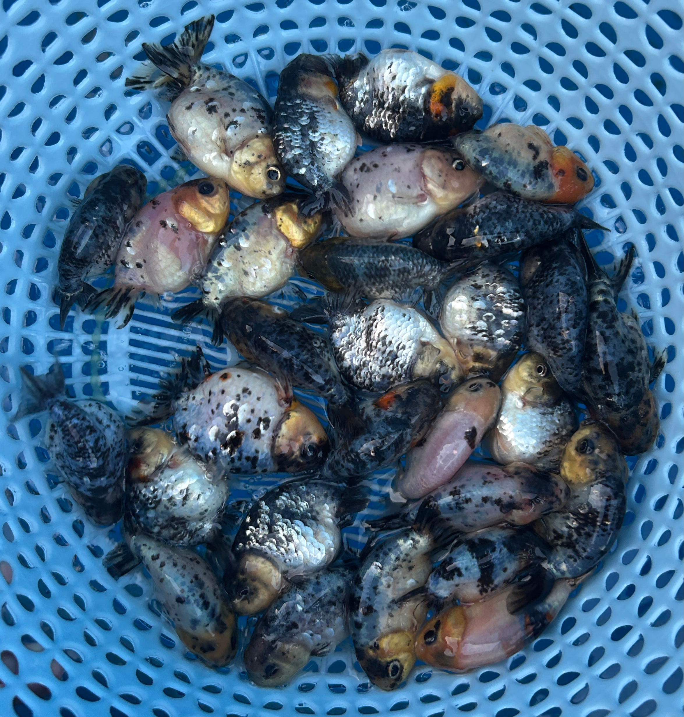 Live Fancy Goldfish Premium Select Our Choice White Tiger / Granite Calico Ranchu (Our Choice)