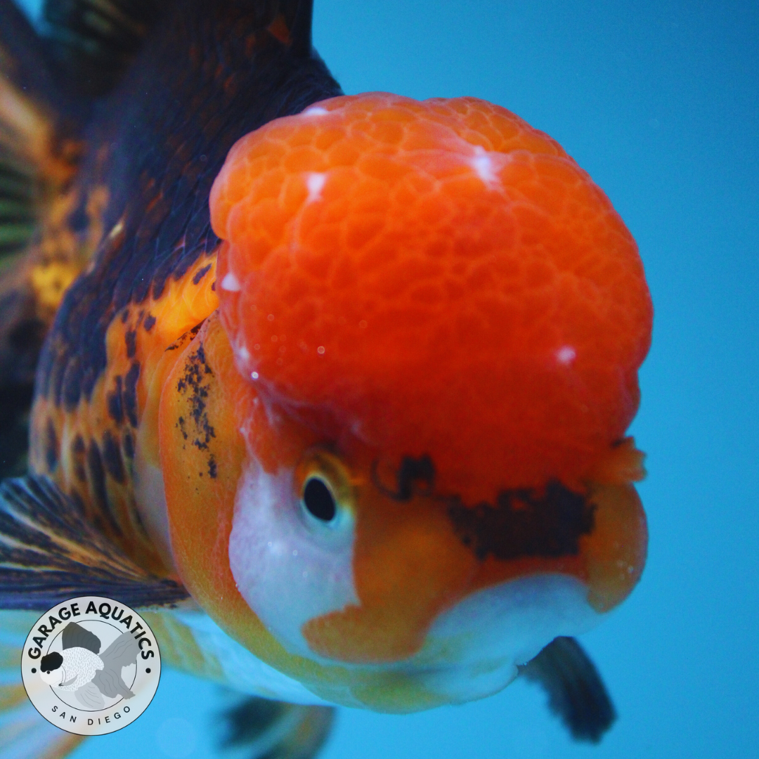 Live Premium Fancy Goldfish Thai Oranda Apache Red Cap Orchid Tail Tail Female 3.5” Body 8 Months (JC-042)