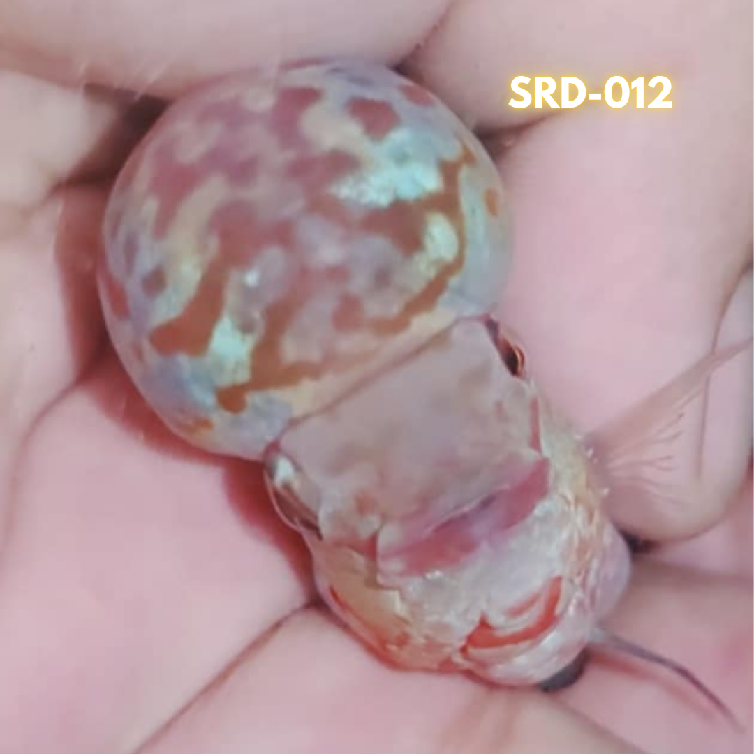 F1 Super Red Dragon Flowerhorn MALE 2" inch King Kamfa BIG KOK (SRD-012) CUBE-01