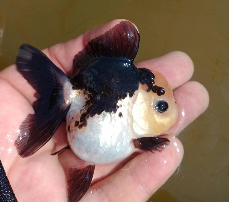 Live Premium Fancy Goldfish Thai Oranda 2"-4" Body Panda (Our Choice)