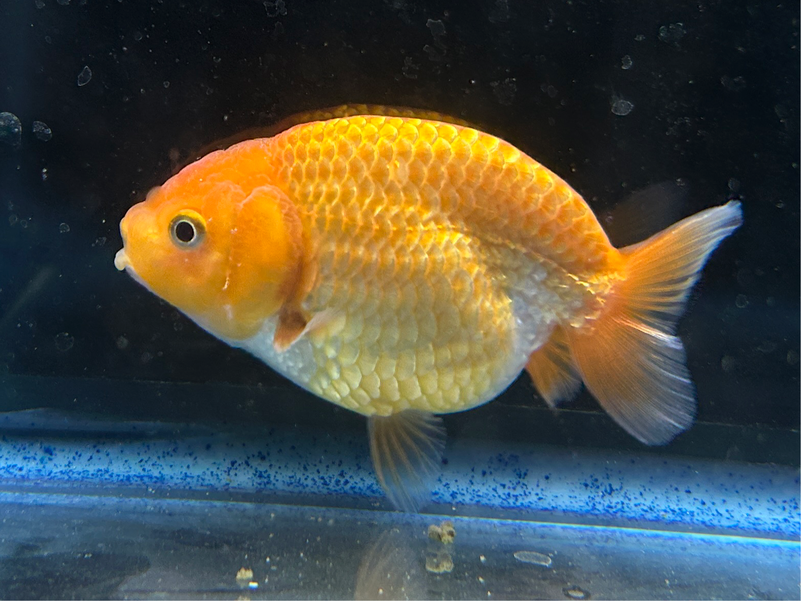 Thai Ranchu Red & White Male 3” Body 4 Months(JC-006)