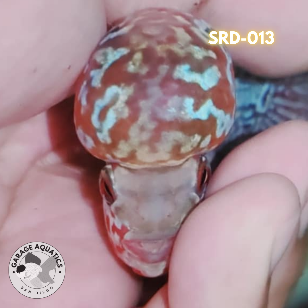 F1 Super Red Dragon Flowerhorn MALE 2" inch King Kamfa BIG KOK (SRD-013)