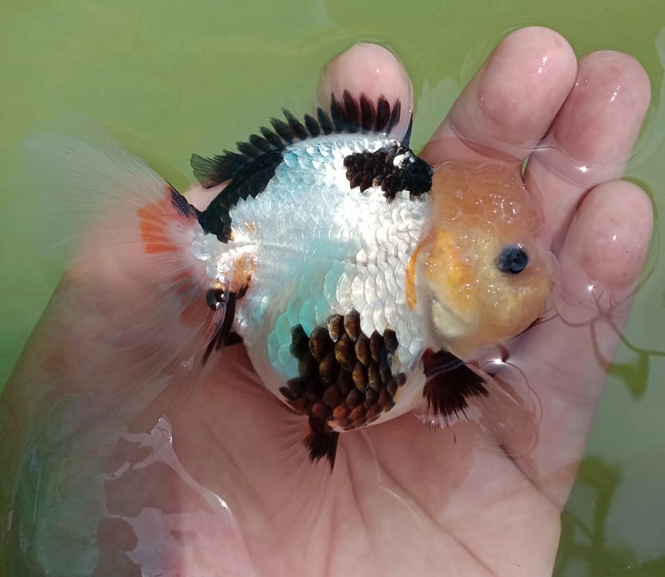 Live Premium Fancy Goldfish Thai Oranda 2"-4" Body Panda (Our Choice)