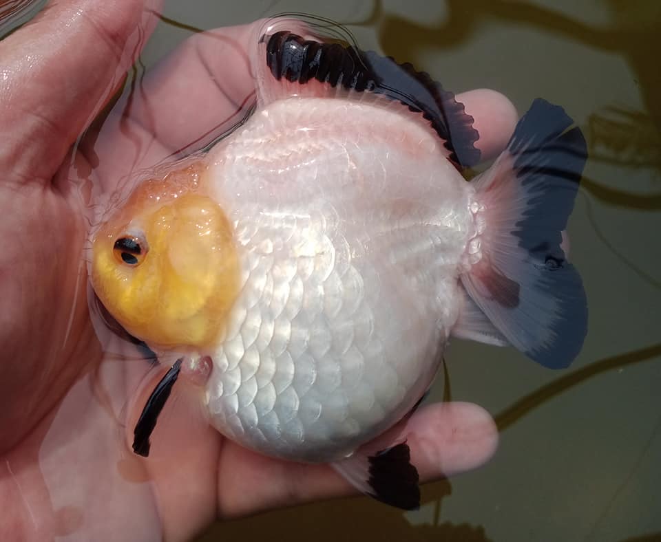 Live Premium Fancy Goldfish Thai Oranda 2"-4" Body Panda (Our Choice)