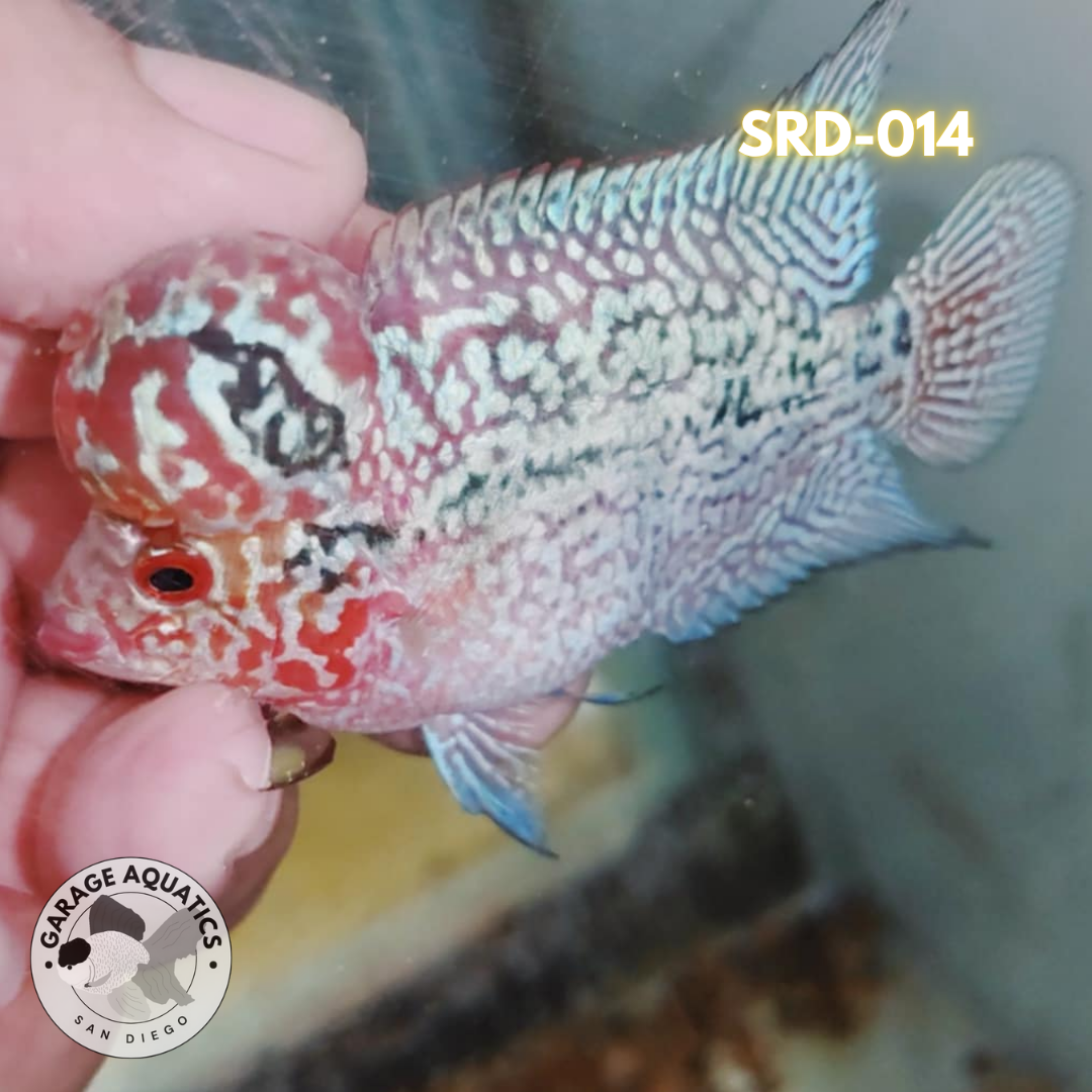 F1 Super Red Dragon Flowerhorn MALE 2" inch King Kamfa BIG KOK (SRD-014)