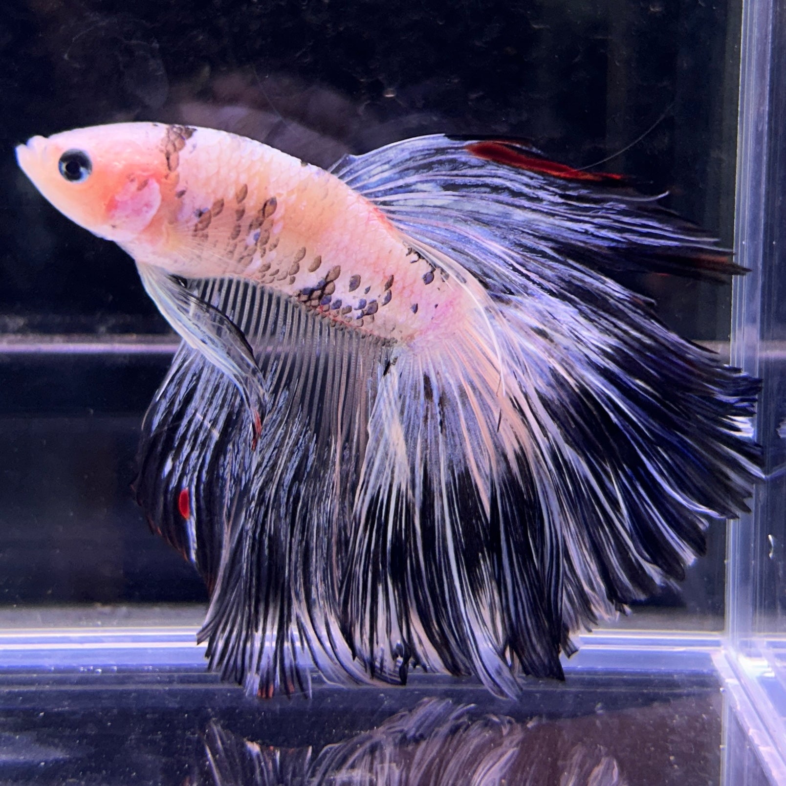 Blue Red Marble Halfmoon Male Betta Fish (You pick) JAR#4 GBM-104