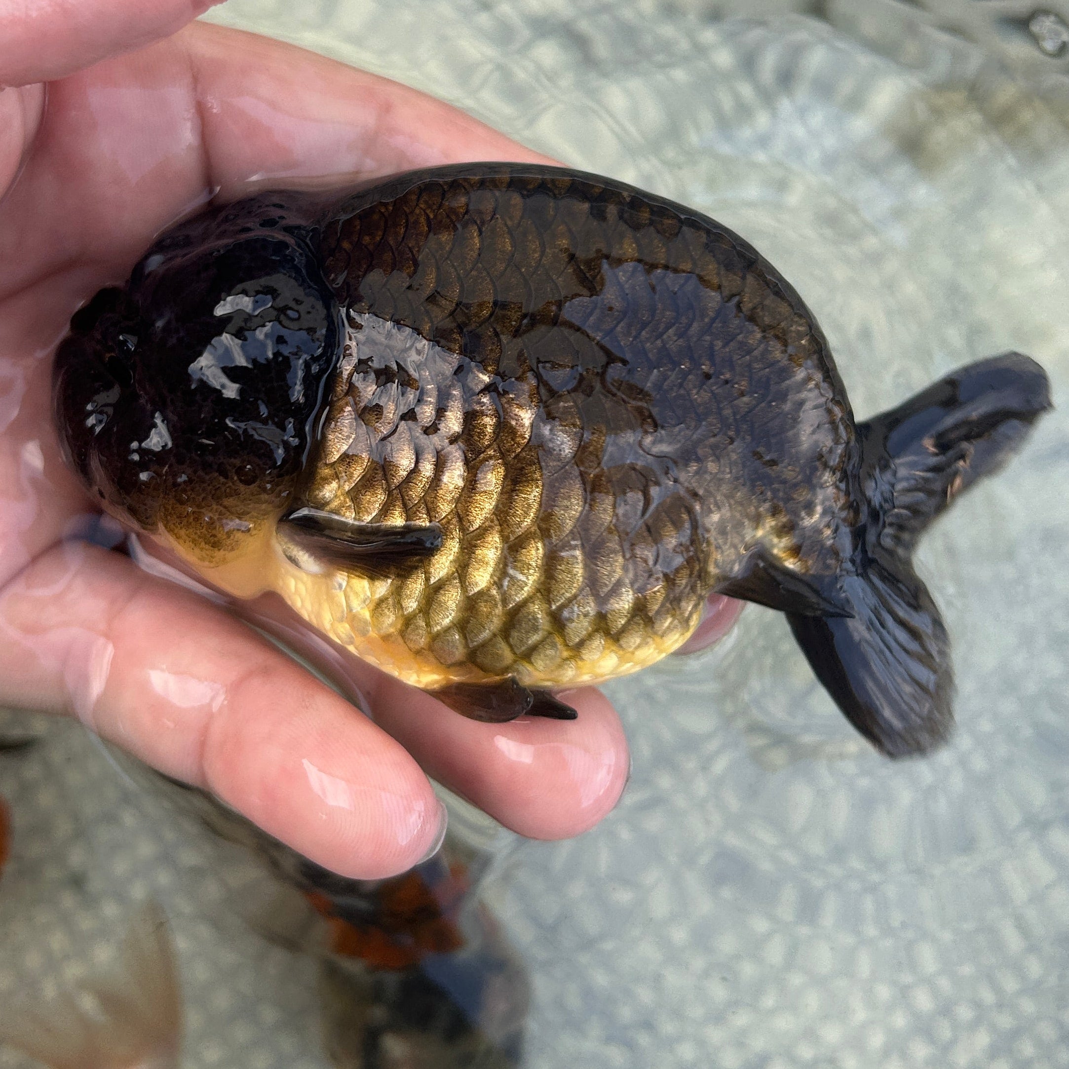 Live Premium Fancy Goldfish Thai Lionchu Black 3.5” body Male 7 Months (JC-145) BlackTub#2