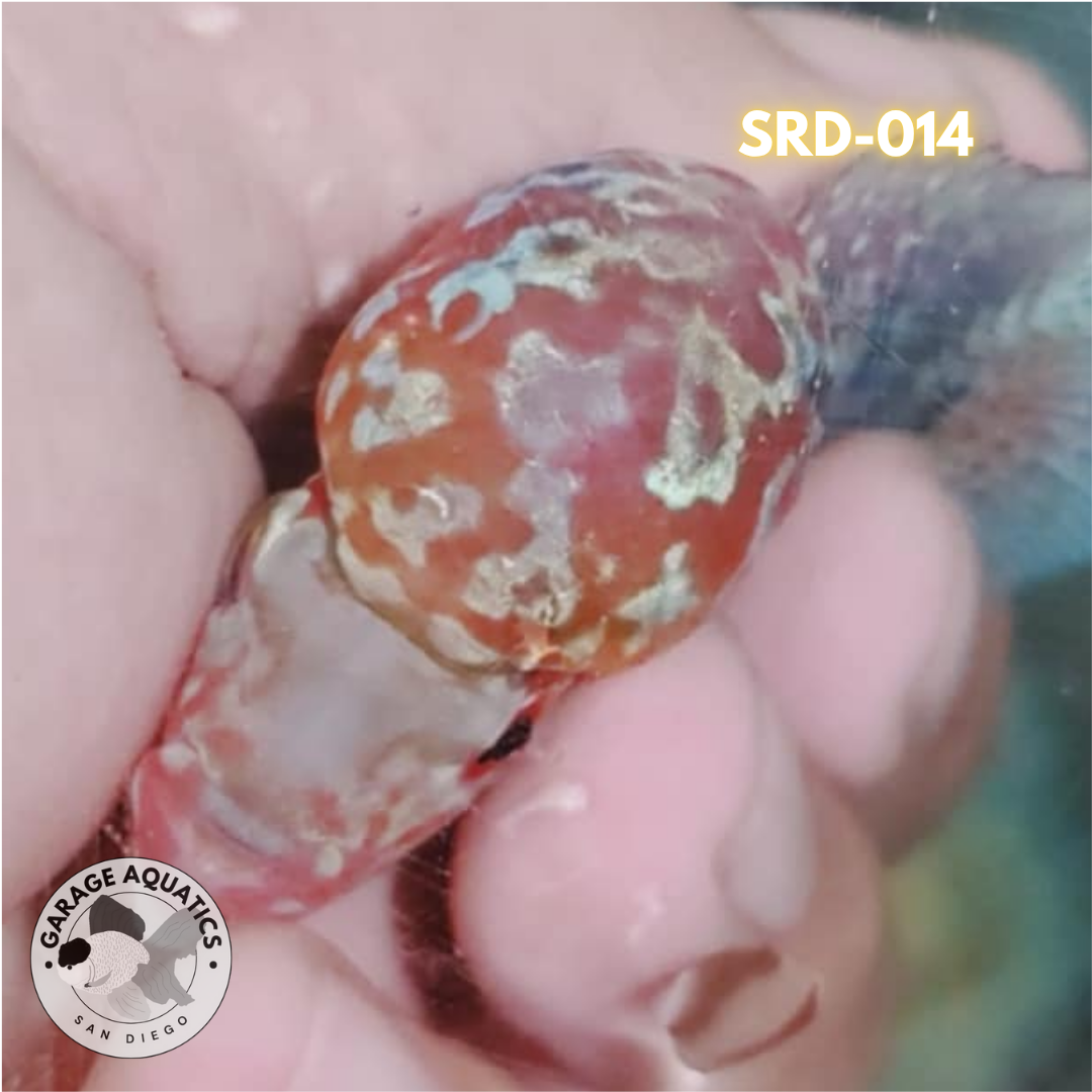 F1 Super Red Dragon Flowerhorn MALE 2" inch King Kamfa BIG KOK (SRD-014)