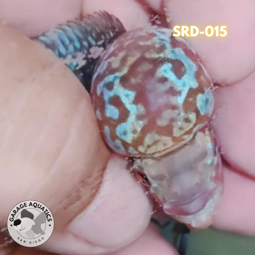 F1 Super Red Dragon Flowerhorn MALE 2" inch King Kamfa BIG KOK (SRD-015)