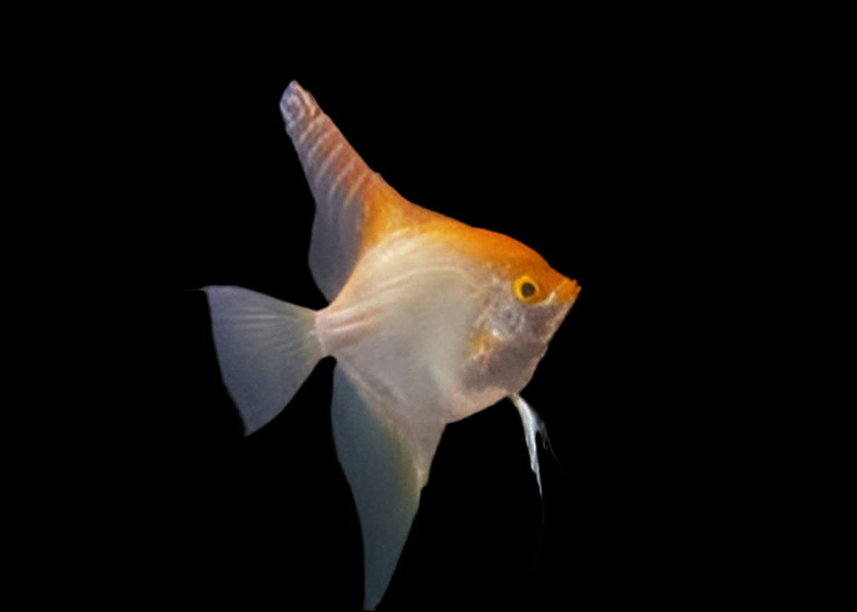Live Fancy Fish – Albino Koi Angelfish – Rare Line-Bred Pterophyllum Scalare – Direct From Farm