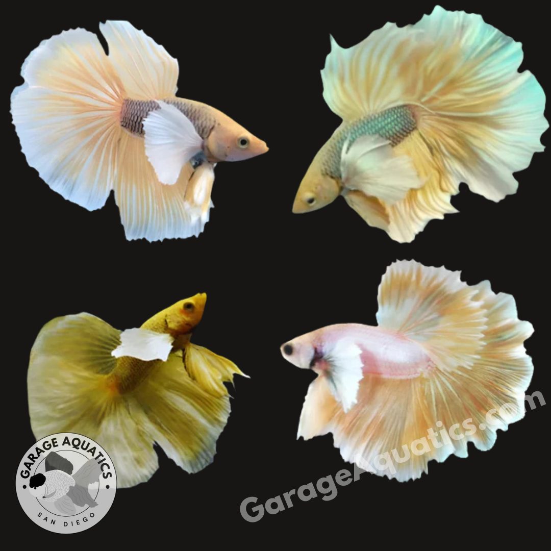 Live Male Betta Pineapple Dumbo Halfmoon (Our Choice)