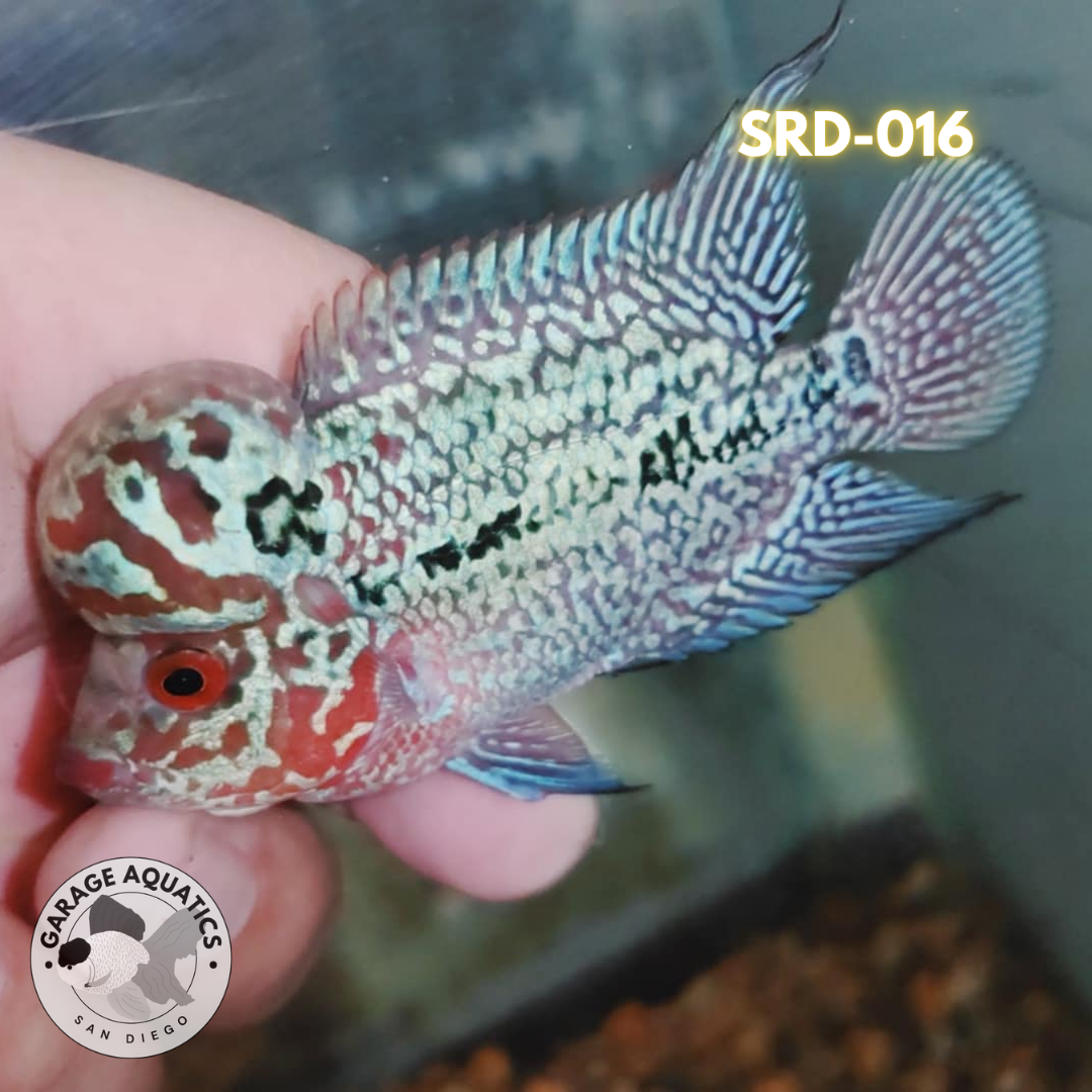 F1 Super Red Dragon Flowerhorn MALE 2" inch King Kamfa BIG KOK (SRD-016)