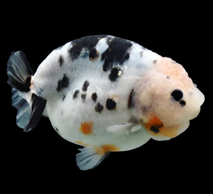 Live Premium Fancy Thai Ranchu Milk Cow Pattern 3" inch Body 6 months (Direct From Farm)