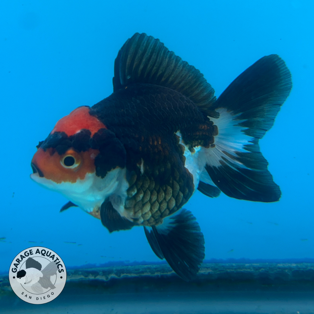 Thai Oranda Tri-Color Red Cap Yuan Bao Short Tail Female 3β Body 7 Months (JC-035)