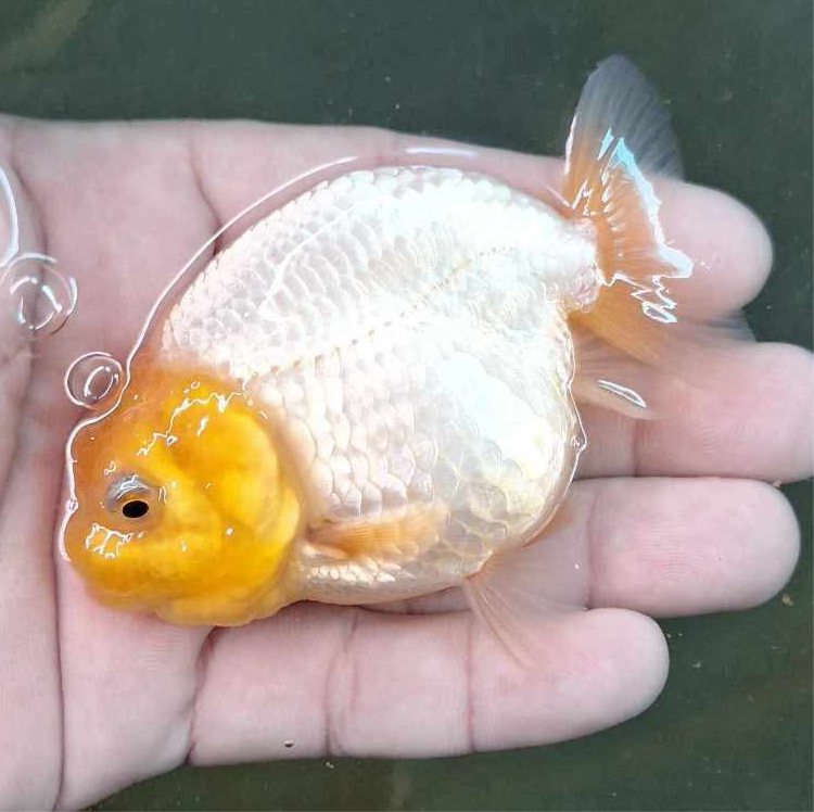 Live Fancy Premium Goldfish Thai Ranchu Lemon Head White Body 3β Body 6 Months (Our Choice)