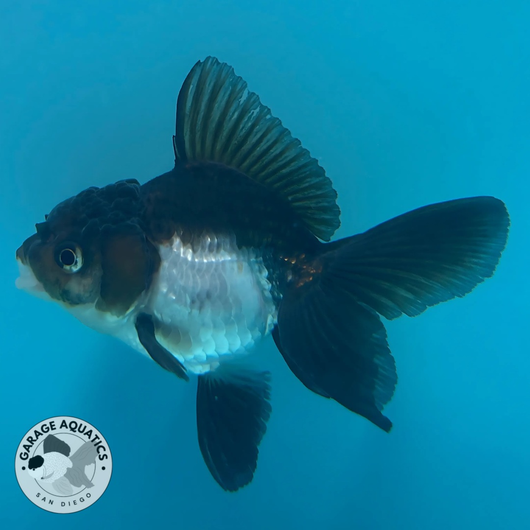 Live Premium Fancy Goldfish Thai Oranda Panda 2” body (JC-055)