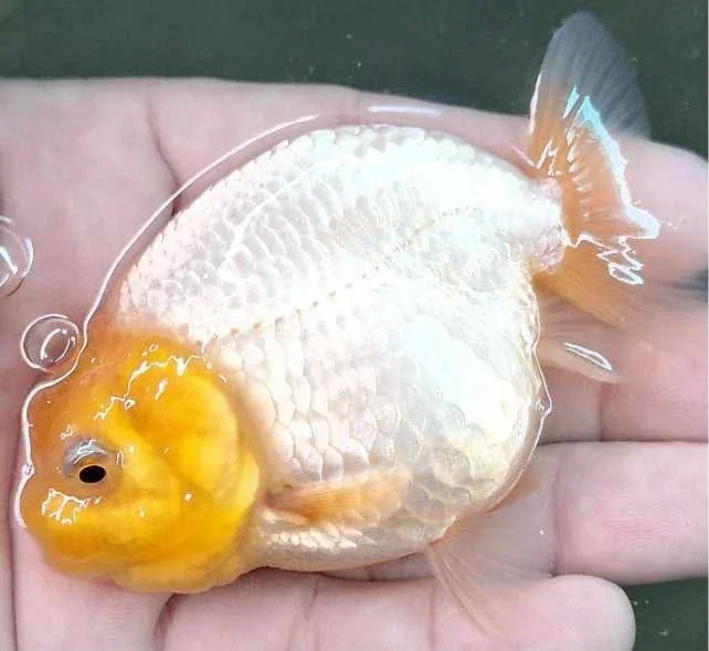 Lemon Head White Body Thai Ranchu Goldfish, 3" Body 6 Months (Our Choice)
