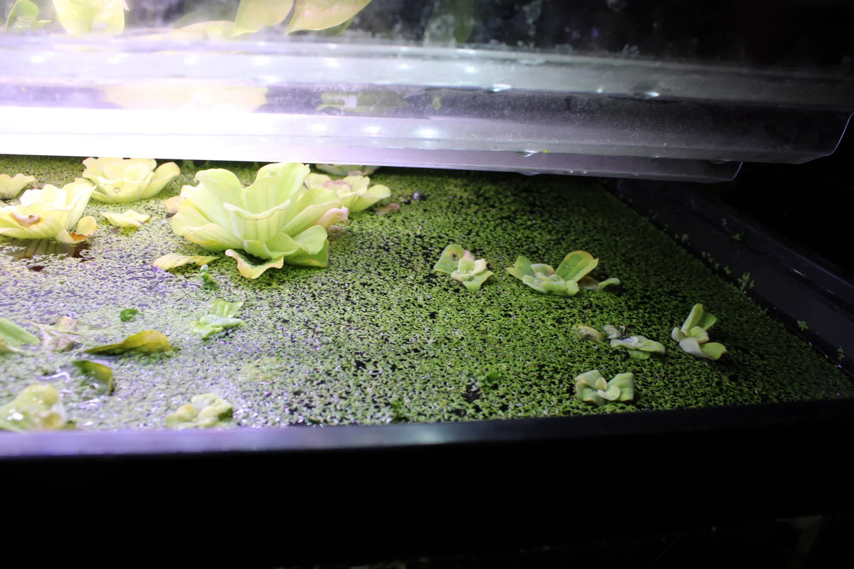 Green duckweed floating on the water surface of an aquarium