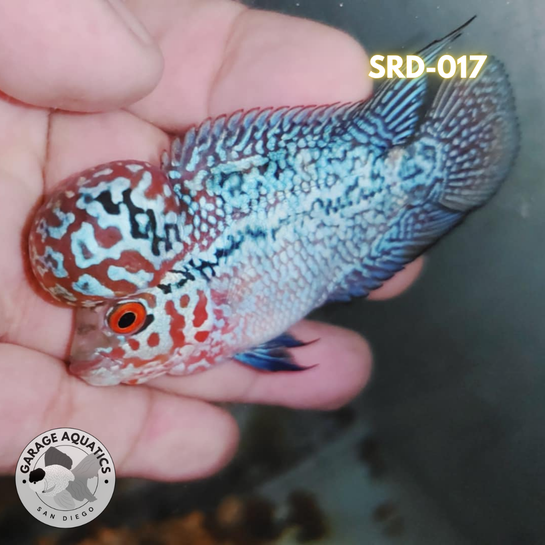 F1 Super Red Dragon Flowerhorn MALE 2" inch King Kamfa BIG KOK (SRD-017)