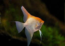 Live Fancy Fish – Albino Koi Angelfish – Rare Line-Bred Pterophyllum Scalare – Direct From Farm