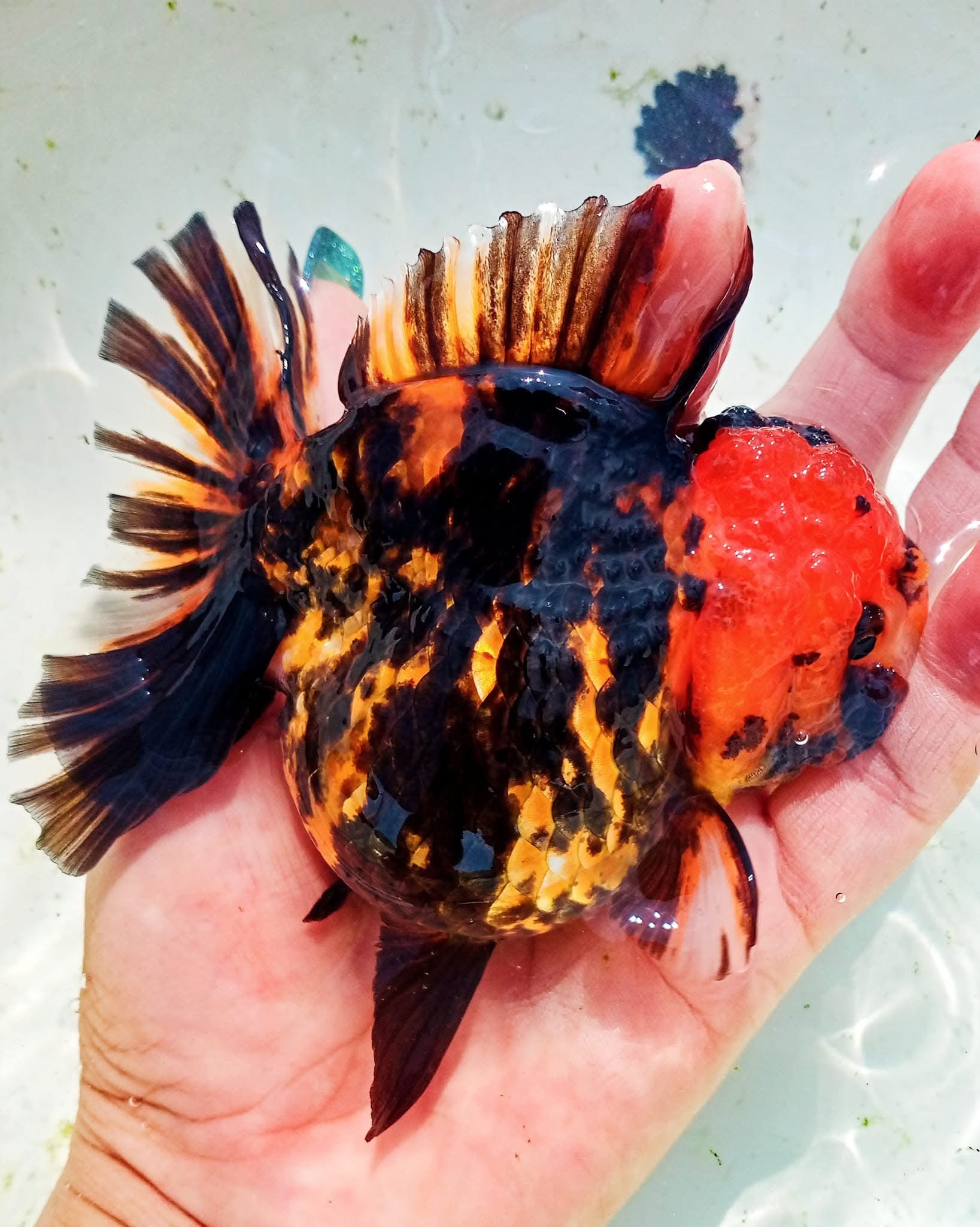 Live Fancy Goldfish Premium Thai Oranda Short Tail 3"-4" Body Apache, Panda, Tri-Color, Tiger (Our Choice)