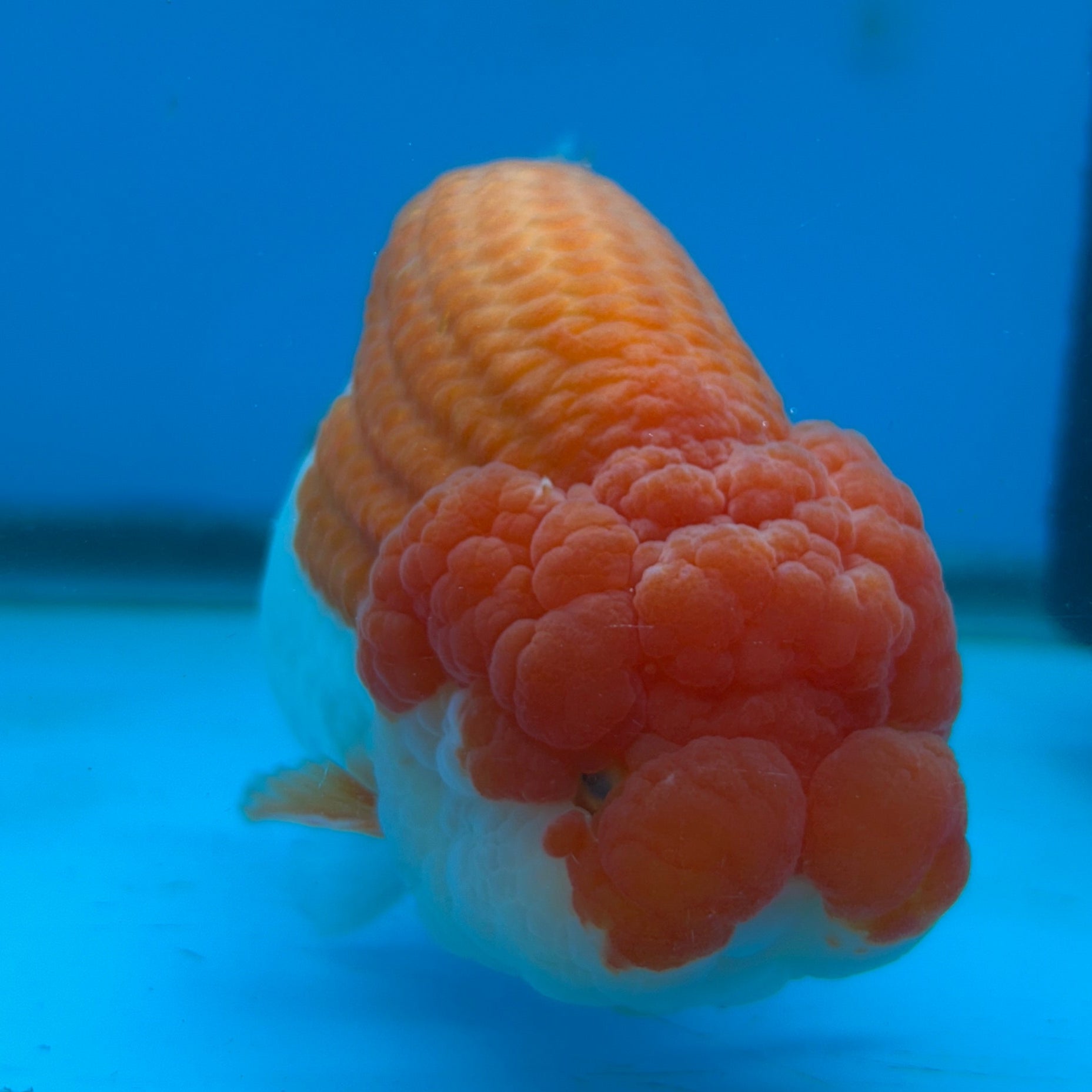 Live Premium Fancy Thai Jumbo Ranchu Red & White 4”-5” Body Size (Our Choice)