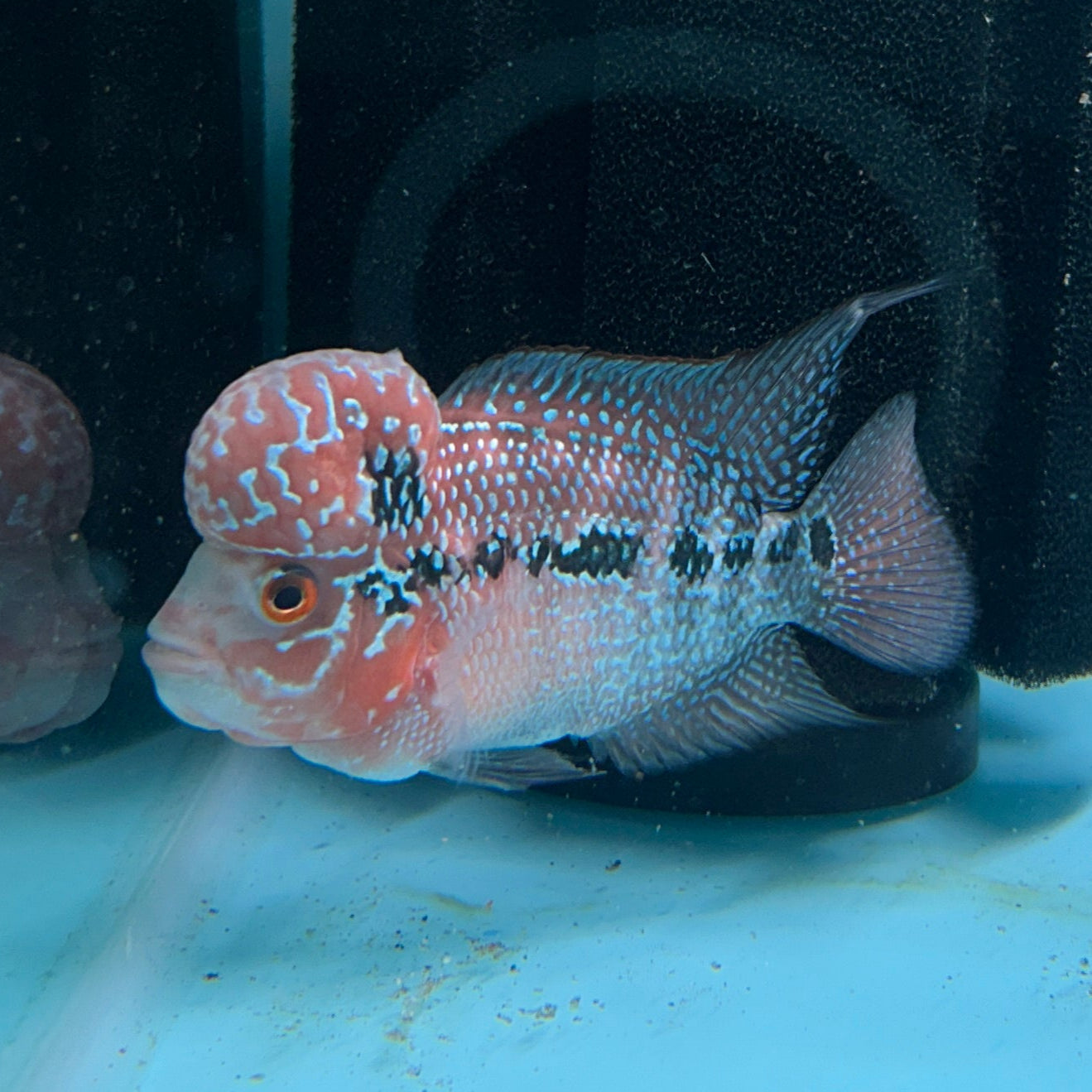 Super Red Dragon Flowerhorn MALE 4.5" inch King Kamfa BIG KOK (SRD06) D25-03