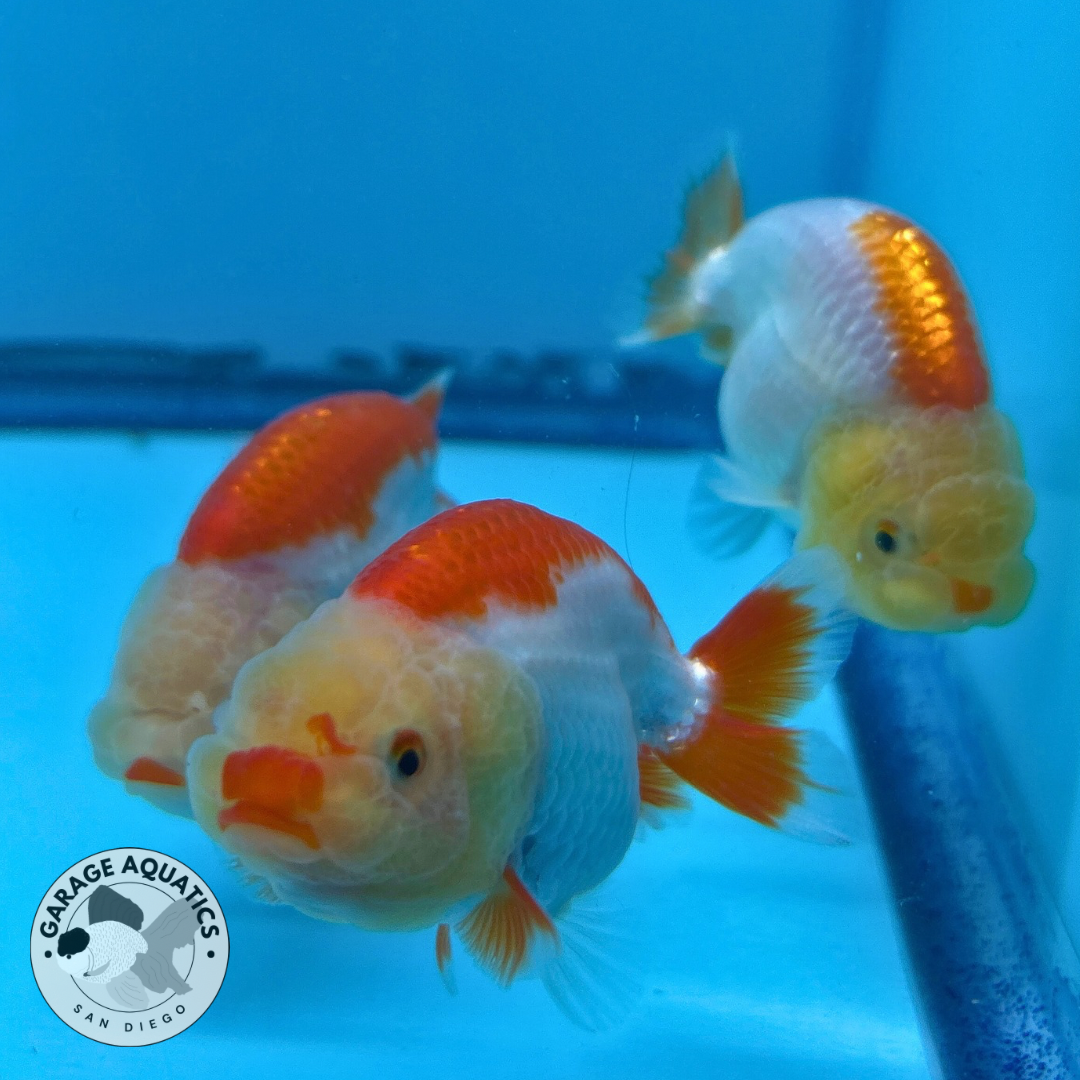Live Premium Thai Ranchu Dragon Head Special Color Pack of 3 Ready To Ship (JC-058)