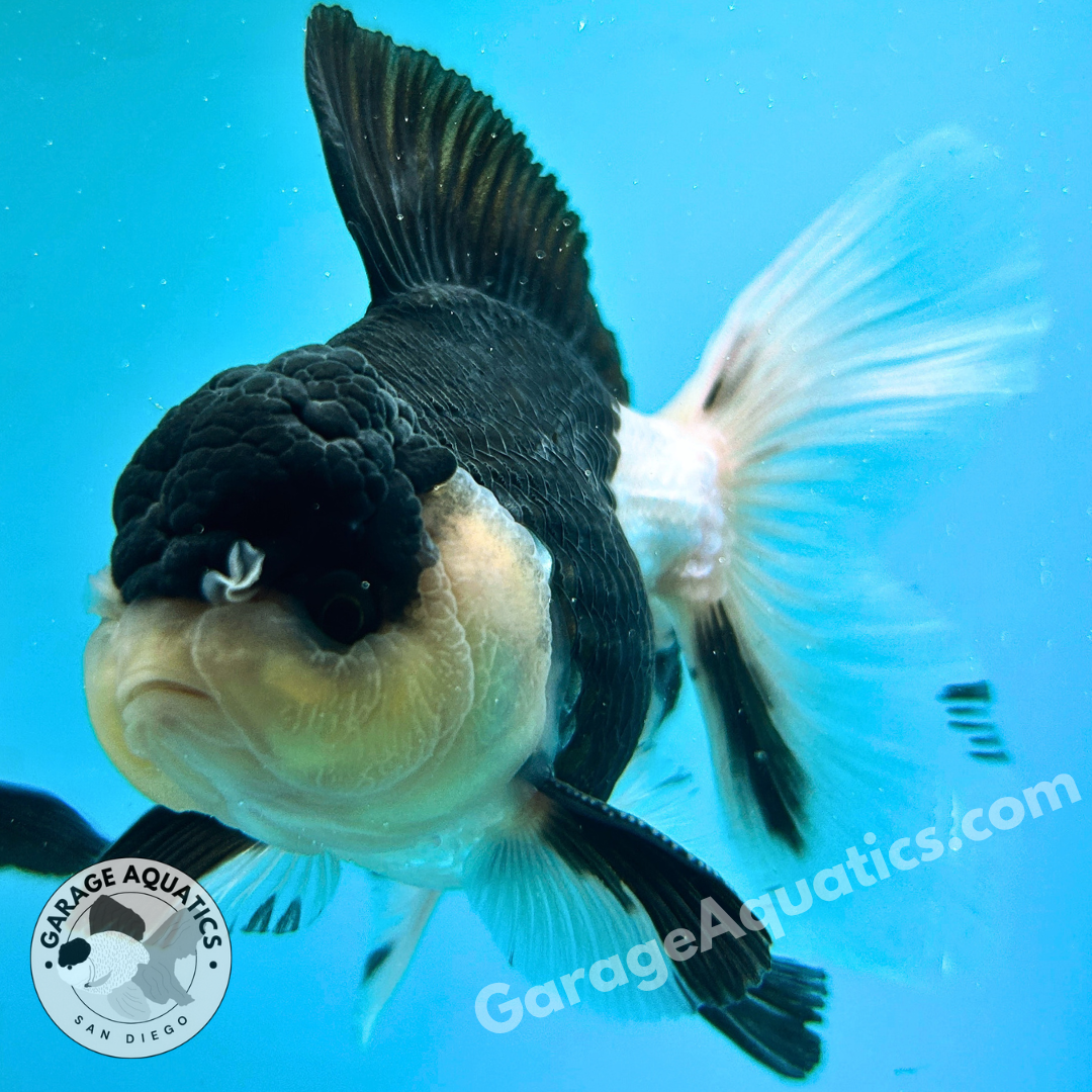 Live Premium Fancy Goldfish Thai Oranda Panda 3” body Male 7 Months (JC-110) R1C02