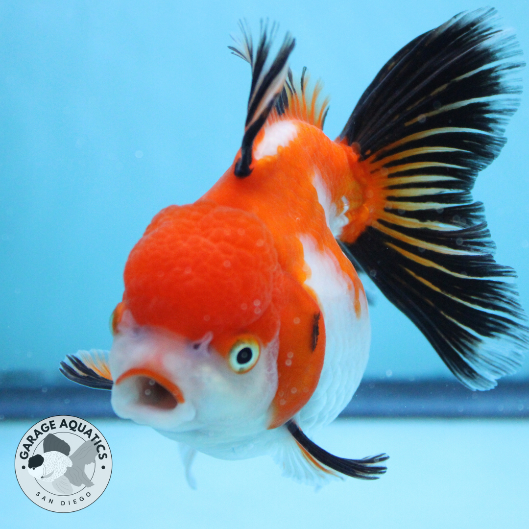 Live Premium Fancy Goldfish Thai Oranda Red & White Body Tri Color Orchid Tail Female 3.5β Body 8 Months (JC-046)
