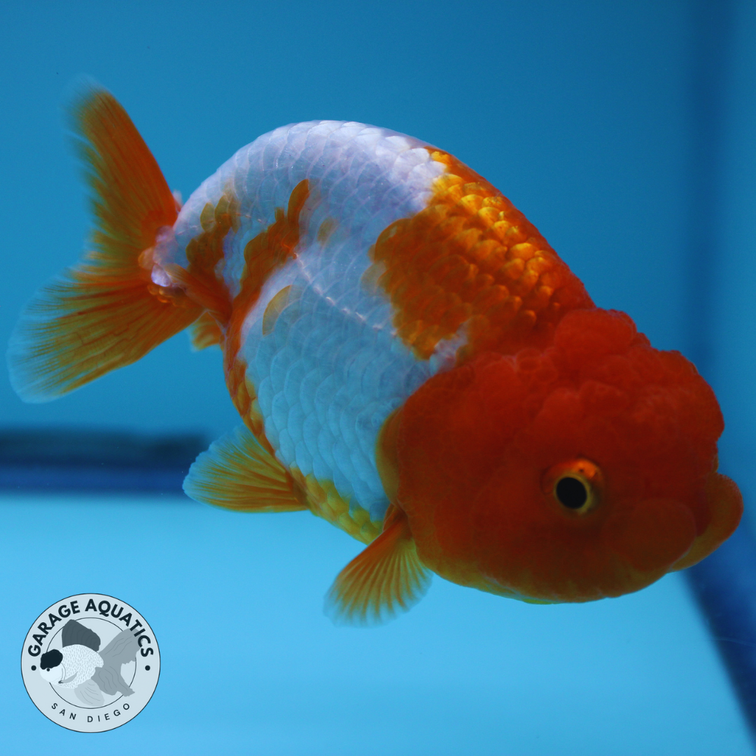 Live Premium Fancy Goldfish Thai Ranchu Red/White Dragon Head 3" Body Female (JC-50)
