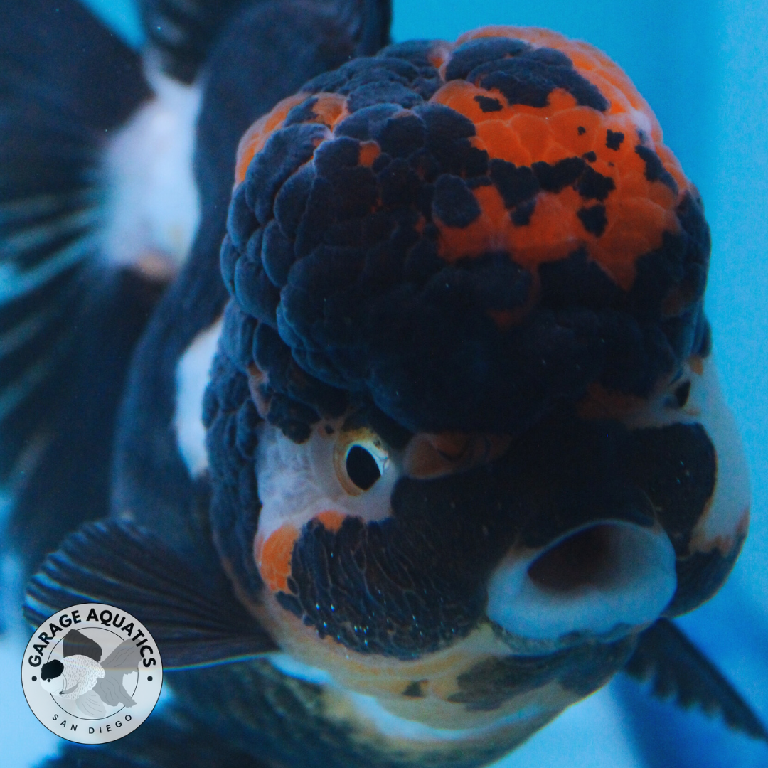 Live Premium Fancy Goldfish Thai Oranda Tri Color Red Cap Orchid Tail Female 3.5β Body 8 Months (JC-043)