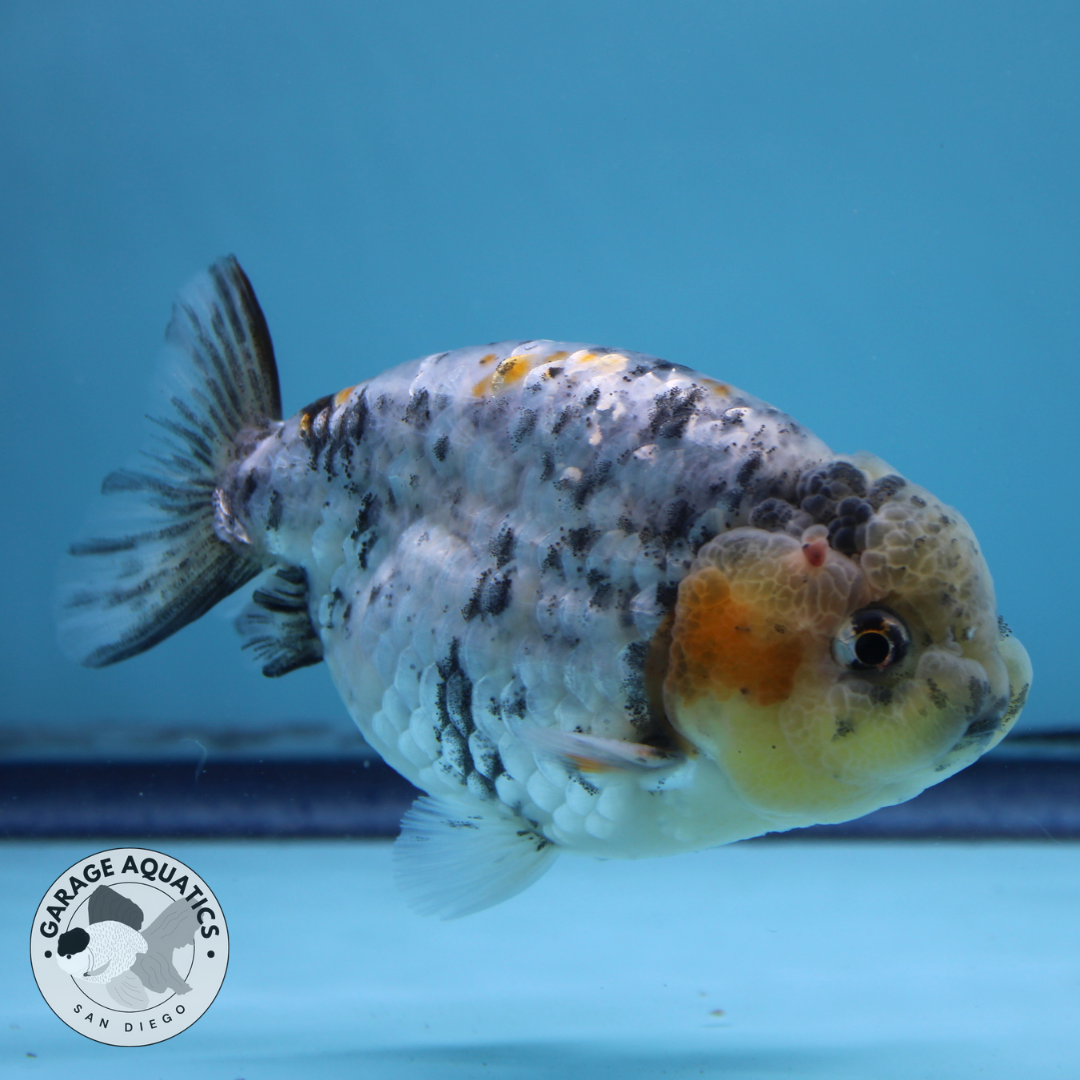 Live Premium Fancy Goldfish Thai Ranchu White Tiger Male 3.5” body 8 Months