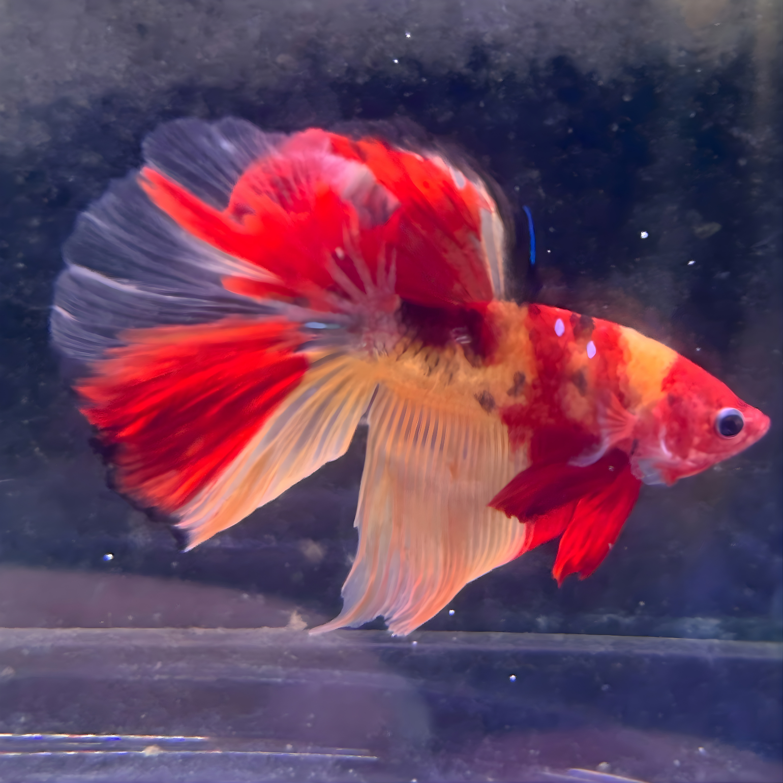 Koi Nemo Halfmoon Male Betta Fish (You pick) JAR#1 GBM-101