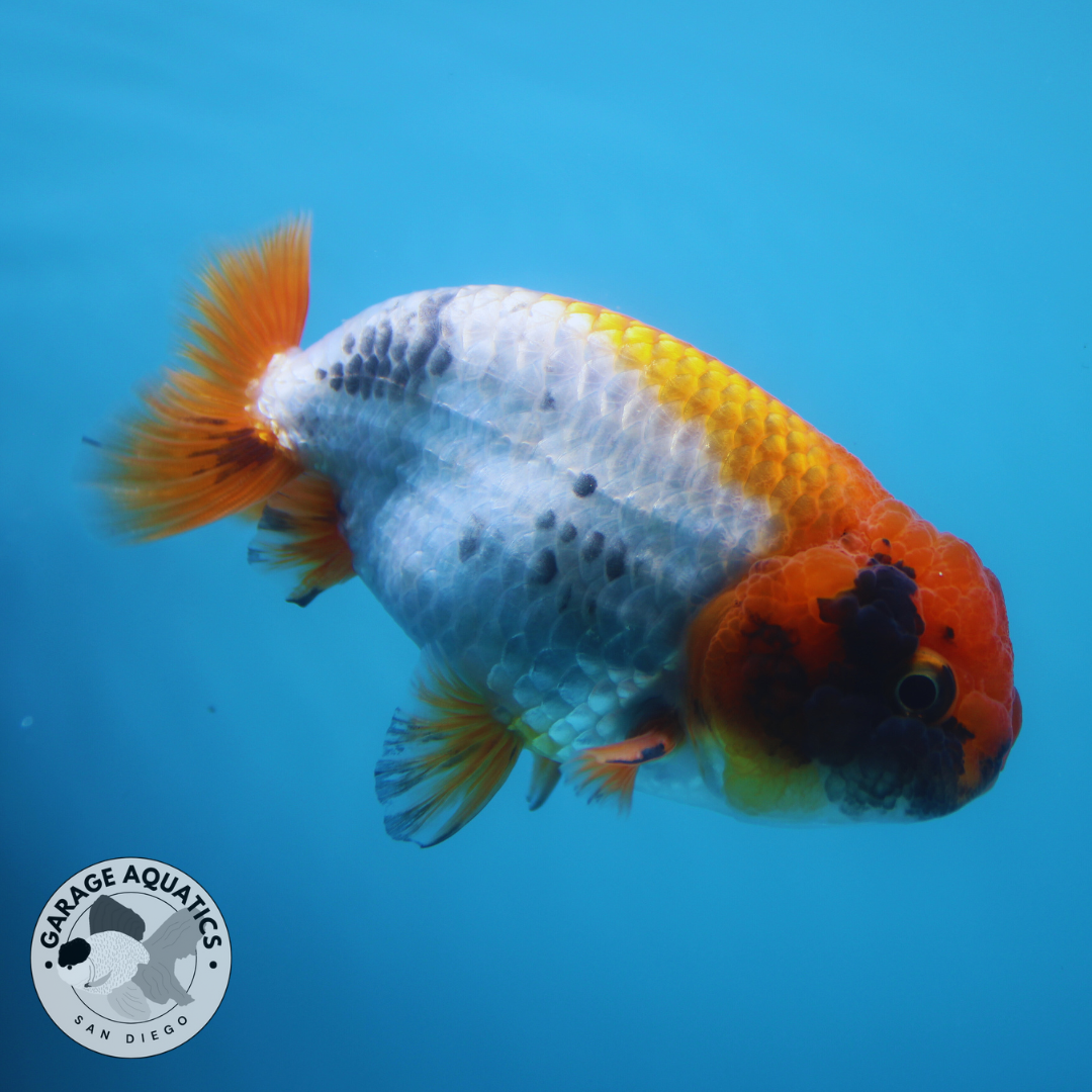 Live Premium Fancy Goldfish Thai Ranchu Red, White, & Black Female 3.5" Body 8 Months (JC-048)