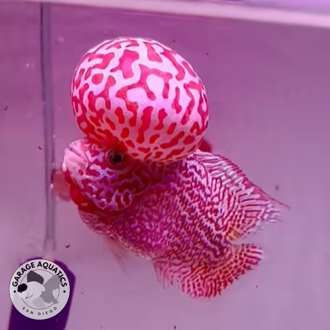 Live Freshwater Fish King Kamfa 2-Tone Goldenbase Flowerhorn Cichlid (VIP/High Grade) (Our Choice)